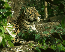 Laden Sie das Bild in den Galerie-Viewer, Malen nach Zahlen für Erwachsene | Leopard 2 | Figured'Art