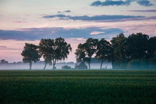 Laden Sie das Bild in den Galerie-Viewer, Malen nach Zahlen für Erwachsene | Bäume im Nebel | Figured'Art
