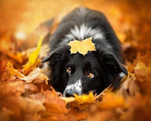 Laden Sie das Bild in den Galerie-Viewer, Malen nach Zahlen für Erwachsene | Hund in den Blättern | Figured'Art