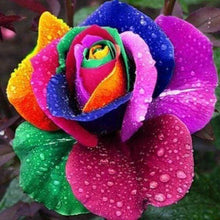 Laden Sie das Bild in den Galerie-Viewer, Diamond Painting, Bunte Rose