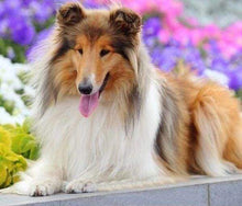 Laden Sie das Bild in den Galerie-Viewer, Diamond Painting, Collie Hund
