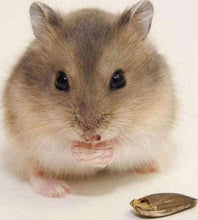 Laden Sie das Bild in den Galerie-Viewer, Diamond Painting, Kleine Maus