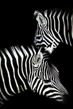 Laden Sie das Bild in den Galerie-Viewer, Malen nach Zahlen für Erwachsene | Zebrapaar in schwarzweiß | Figured'Art