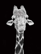 Laden Sie das Bild in den Galerie-Viewer, Malen nach Zahlen für Erwachsene | Giraffe in schwarzweiß | Figured'Art