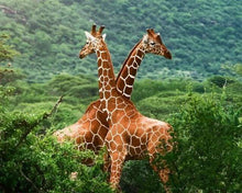 Laden Sie das Bild in den Galerie-Viewer, Malen nach Zahlen für Erwachsene | Giraffenpärchen | Figured'Art