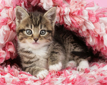 Laden Sie das Bild in den Galerie-Viewer, Malen nach Zahlen – Katze unter Decke