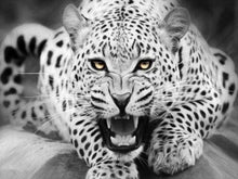 Laden Sie das Bild in den Galerie-Viewer, Malen nach Zahlen für Erwachsene | Schwarz weißer Leopard auf dem Boden liegend | Figured'Art
