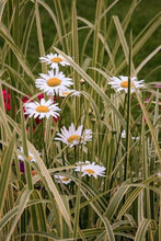Laden Sie das Bild in den Galerie-Viewer, Malen nach Zahlen für Erwachsene | Gänseblümchen im Garten | Figured'Art
