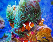 Laden Sie das Bild in den Galerie-Viewer, Malen nach Zahlen für Erwachsene | Nemo | Figured'Art