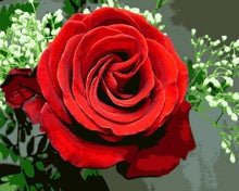Laden Sie das Bild in den Galerie-Viewer, Malen nach Zahlen Erwachsene Rote Rose Figured'Art