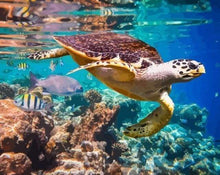 Laden Sie das Bild in den Galerie-Viewer, Malen nach Zahlen für Erwachsene | Schildkröten auf dem Meeresboden | Figured'Art