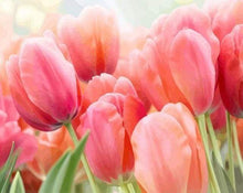 Laden Sie das Bild in den Galerie-Viewer, Malen nach Zahlen Erwachsene Tulpen Figured'Art